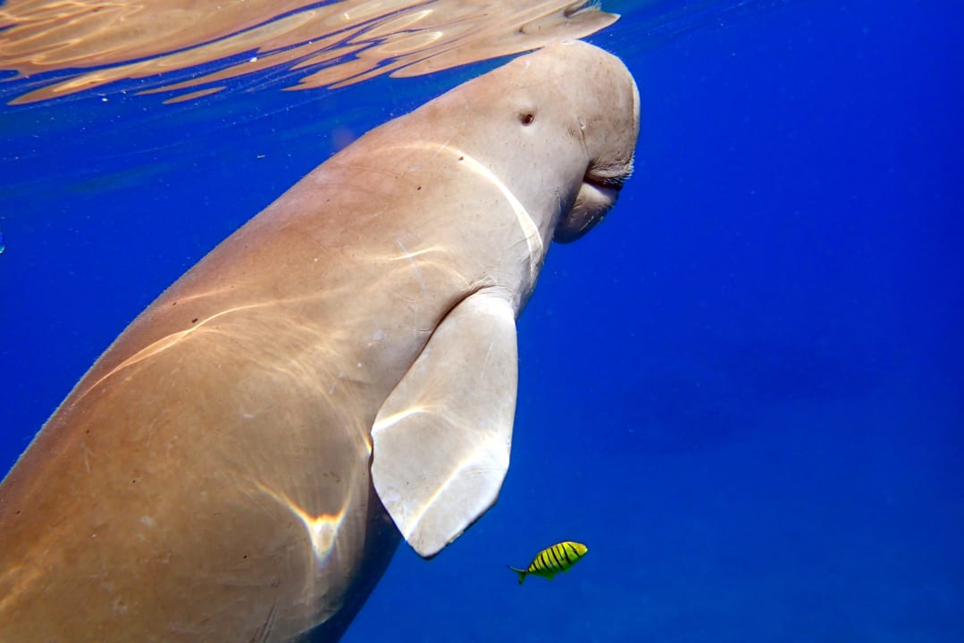 Strand Hotel Gorgonia Beach Resort