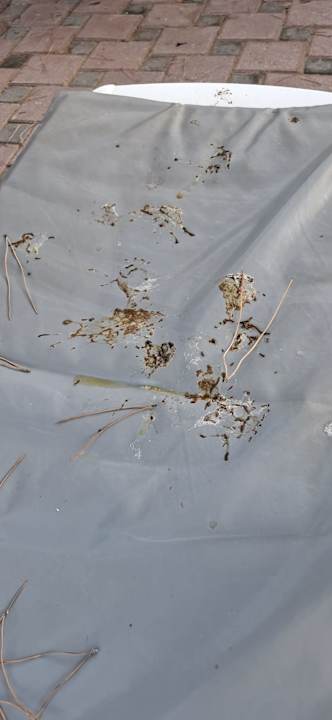 Pool Aria Claros Beach & Spa Resort