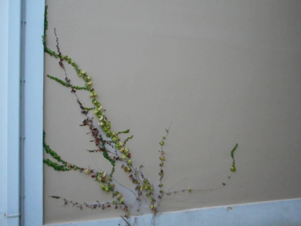 Nature finds a way Mediterranean Beach Resort