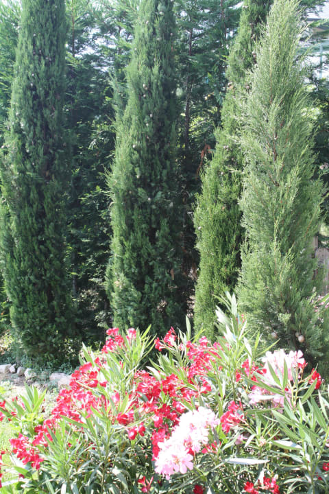 Oleander und Zypressen am Haus Garni Gallmetzer