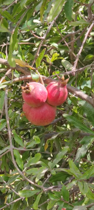 Gartenanlage Bio Finca - Las Tenerías
