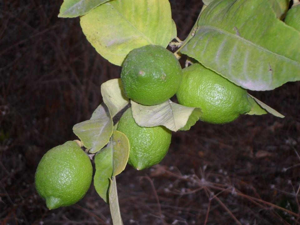 Limonki Hotel Les Pyramides