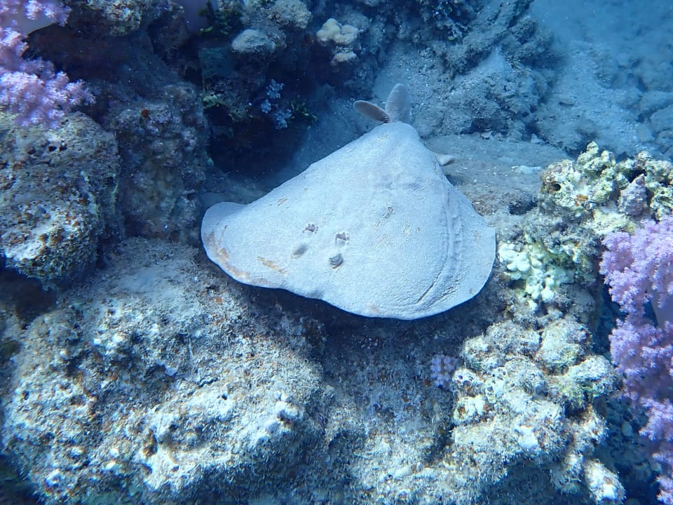 Sport & Freizeit Shams Alam Beach Resort