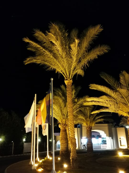 Sonstiges Desert Rose