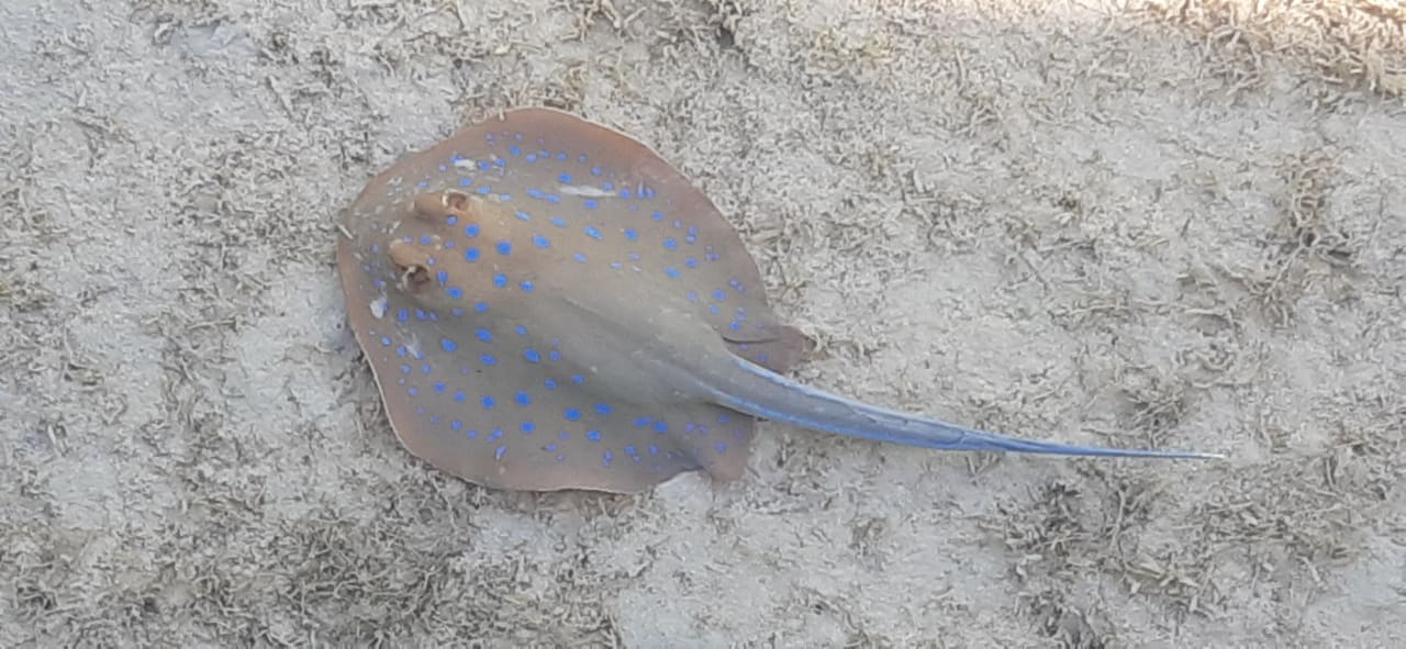 Sonstiges Casa Mare Resort