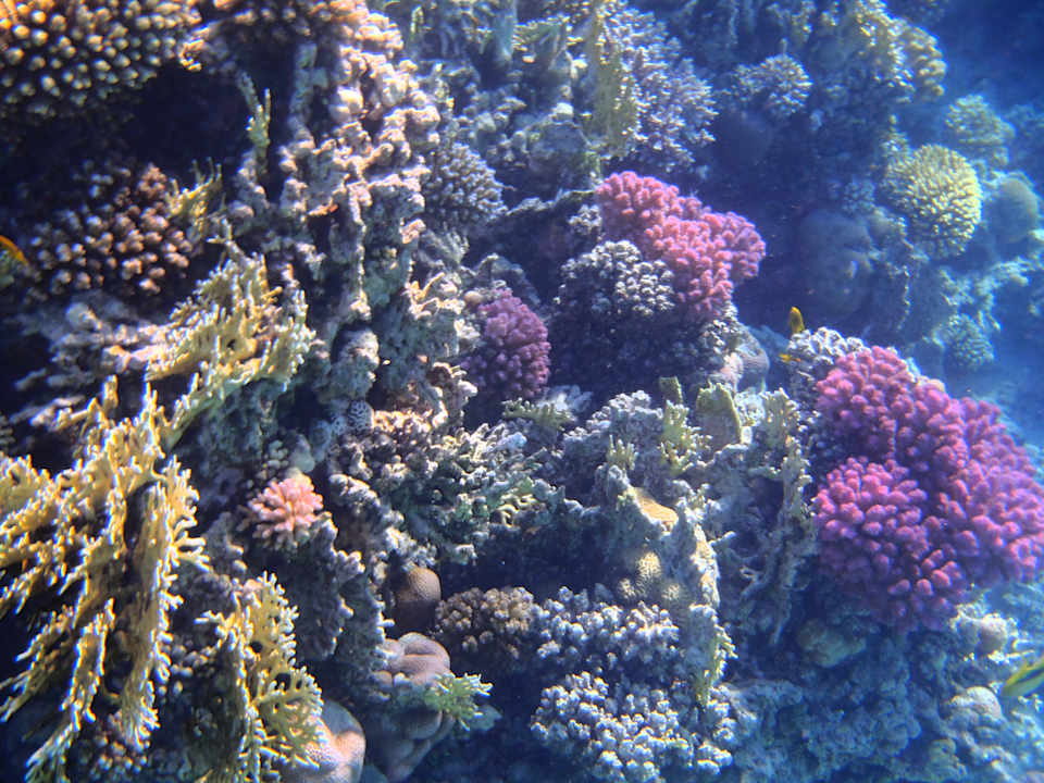 Sport & Freizeit JAZ Elite Asteria