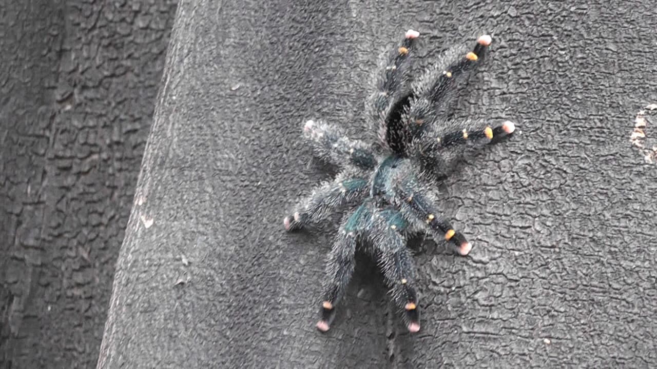 Tarantel  (nicht in der Anlage)! Hotel Amazon Turtle Lodge