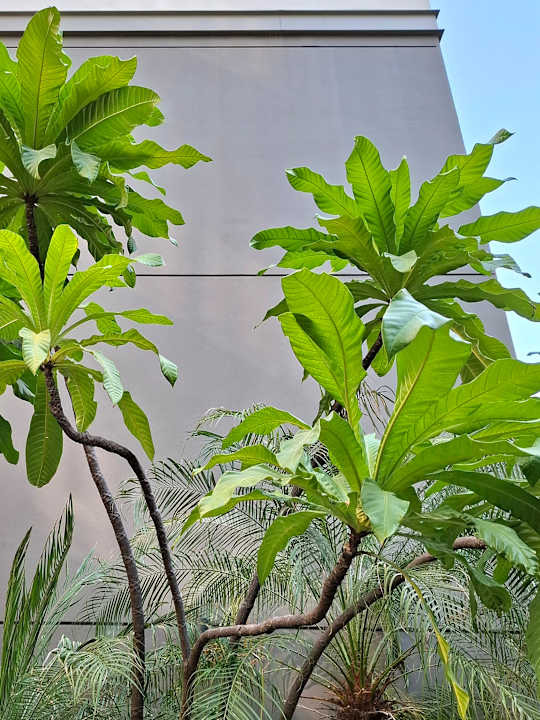 Gartenanlage Payaa Hotel