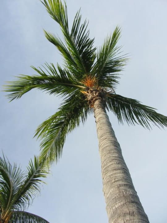 Palme Melia Las Antillas - Adults only