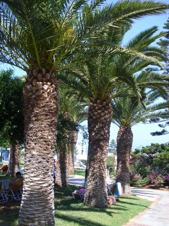 Palmen TUI SUNEO Chrissi Amoudia