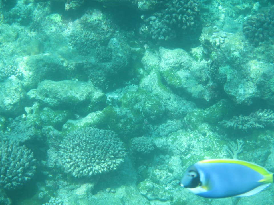 Fische bei Schnorcheltour Summer Island Maldives
