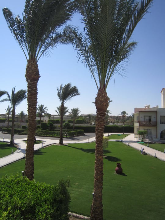 Palmen Pickalbatros Dana Beach Resort - Hurghada