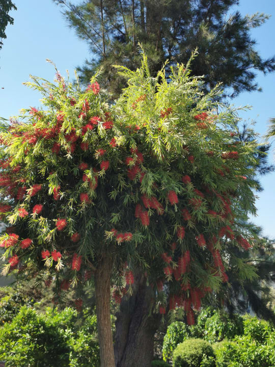 Gartenanlage Side Star Elegance