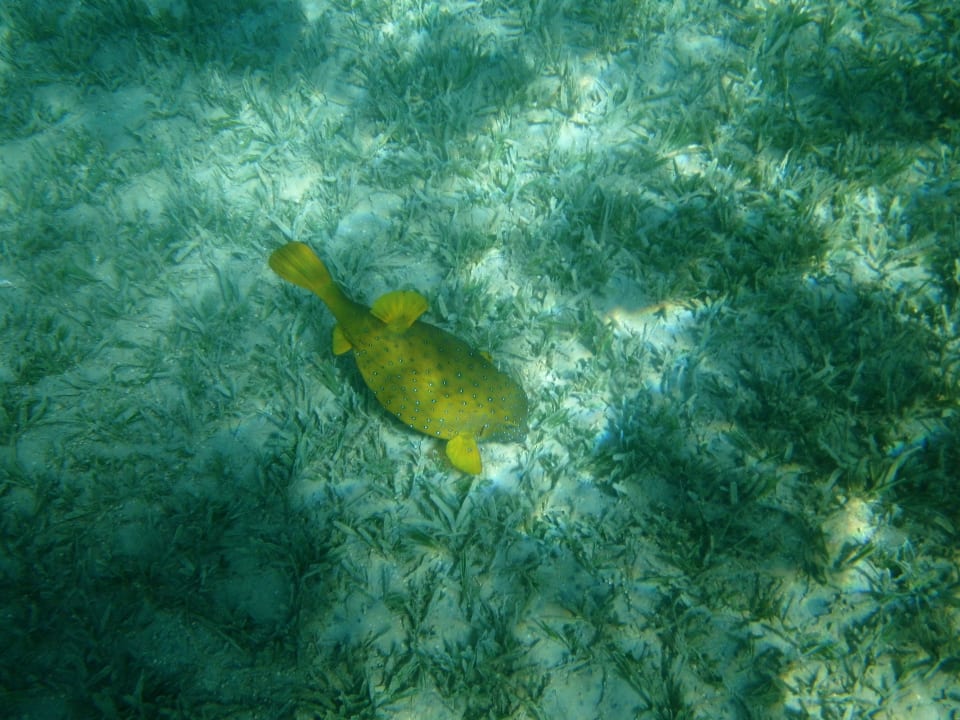 Sport & Freizeit Cleopatra Luxury Resort Makadi Bay