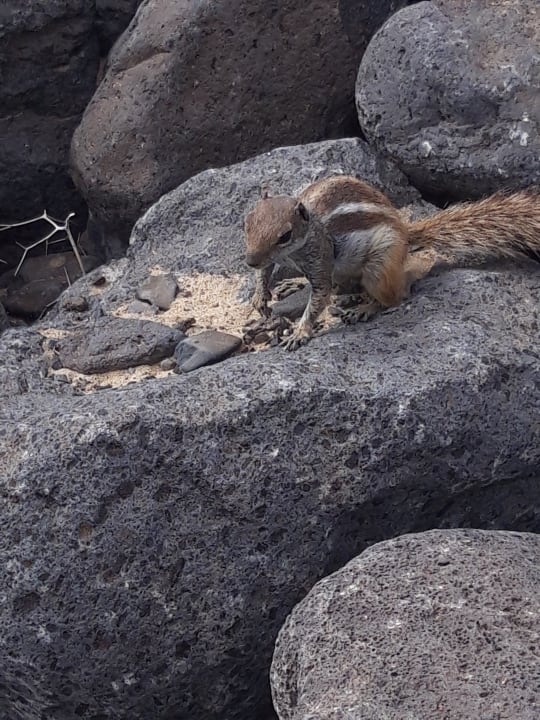 Strand TUI MAGIC LIFE Fuerteventura