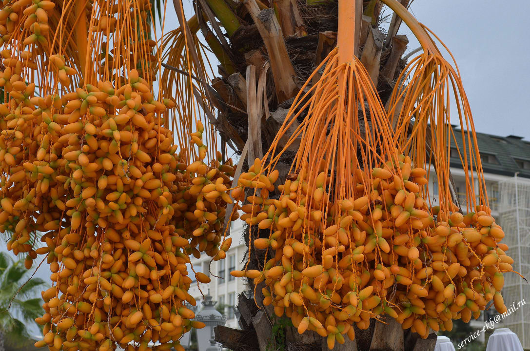 Delphin Imperial Hotel Delphin Imperial