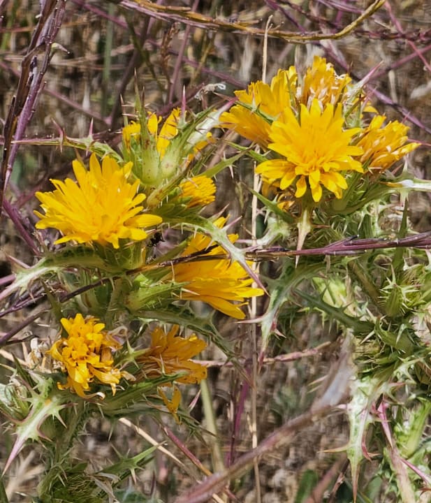 Gartenanlage AP Adriana Beach Resort