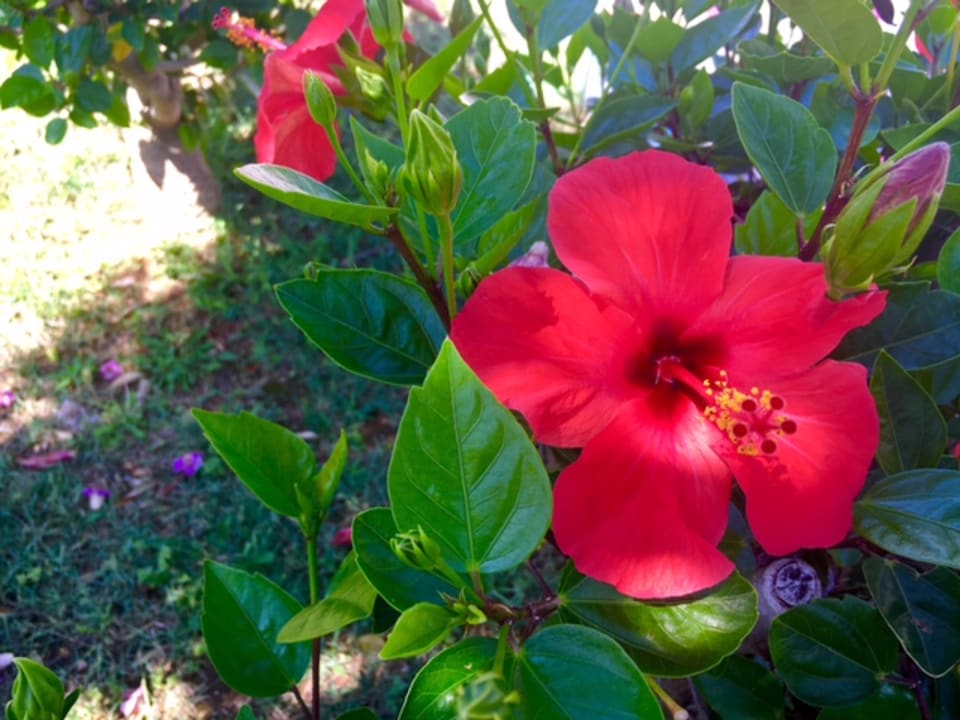 Pool blau punta reina