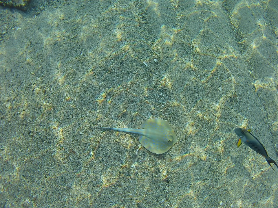 Sport & Freizeit Coral Sun Beach