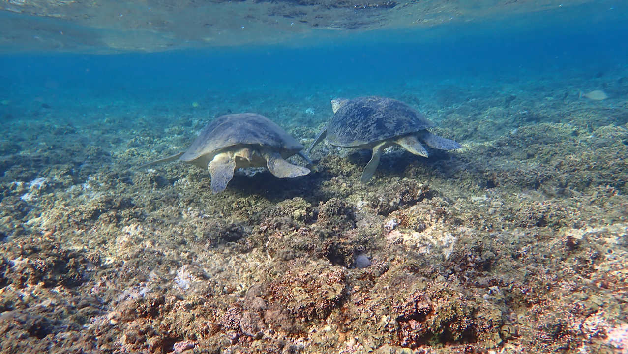Strand Three Corners Equinox Beach Resort
