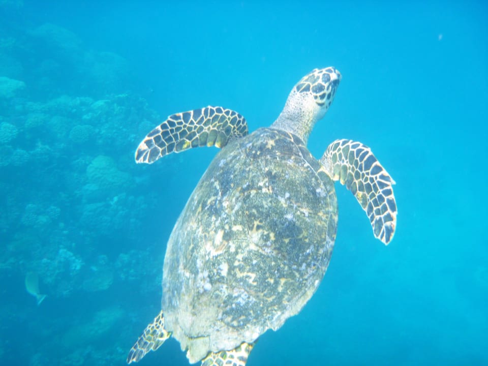 Strand Three Corners Equinox Beach Resort