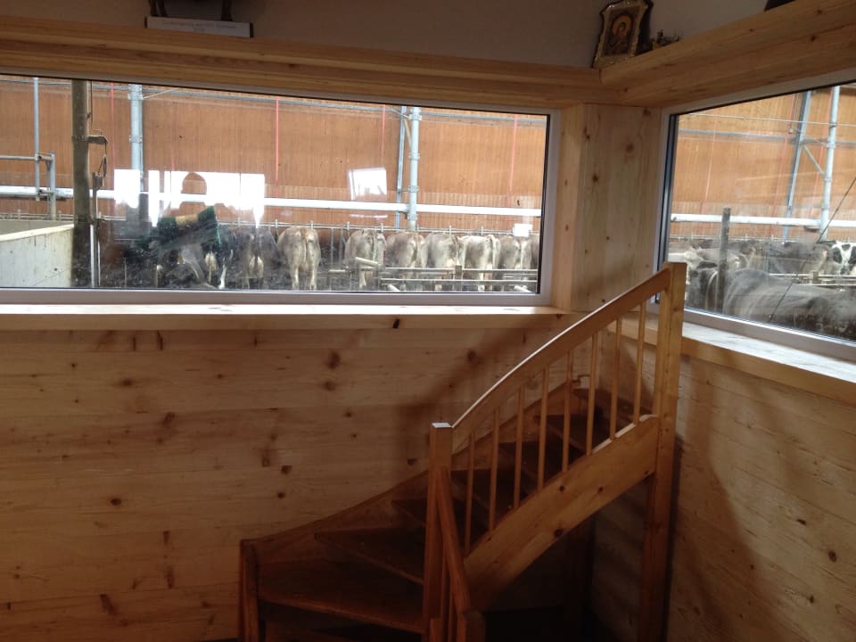 Einblick in die Milchkuhhaltung Berghof Babel