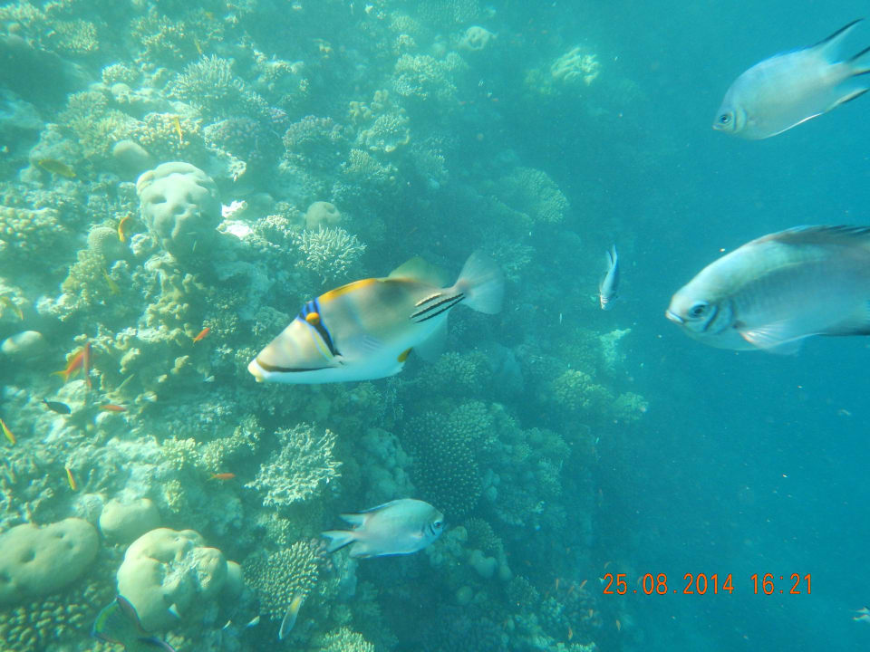 Arabischer Picassodrückerfisch Arabia Azur Resort