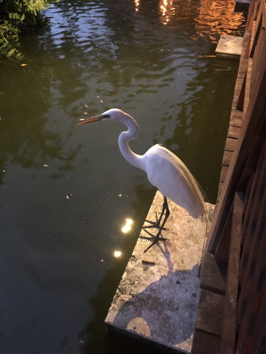 Gartenanlage Grand Palladium Select Bávaro Resort & Spa