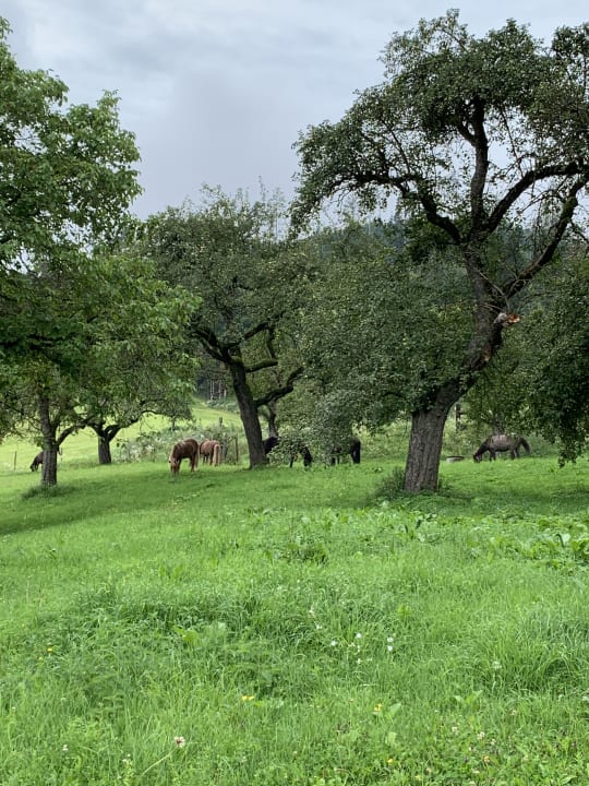 Ausblick Ferienanlage Mentehof