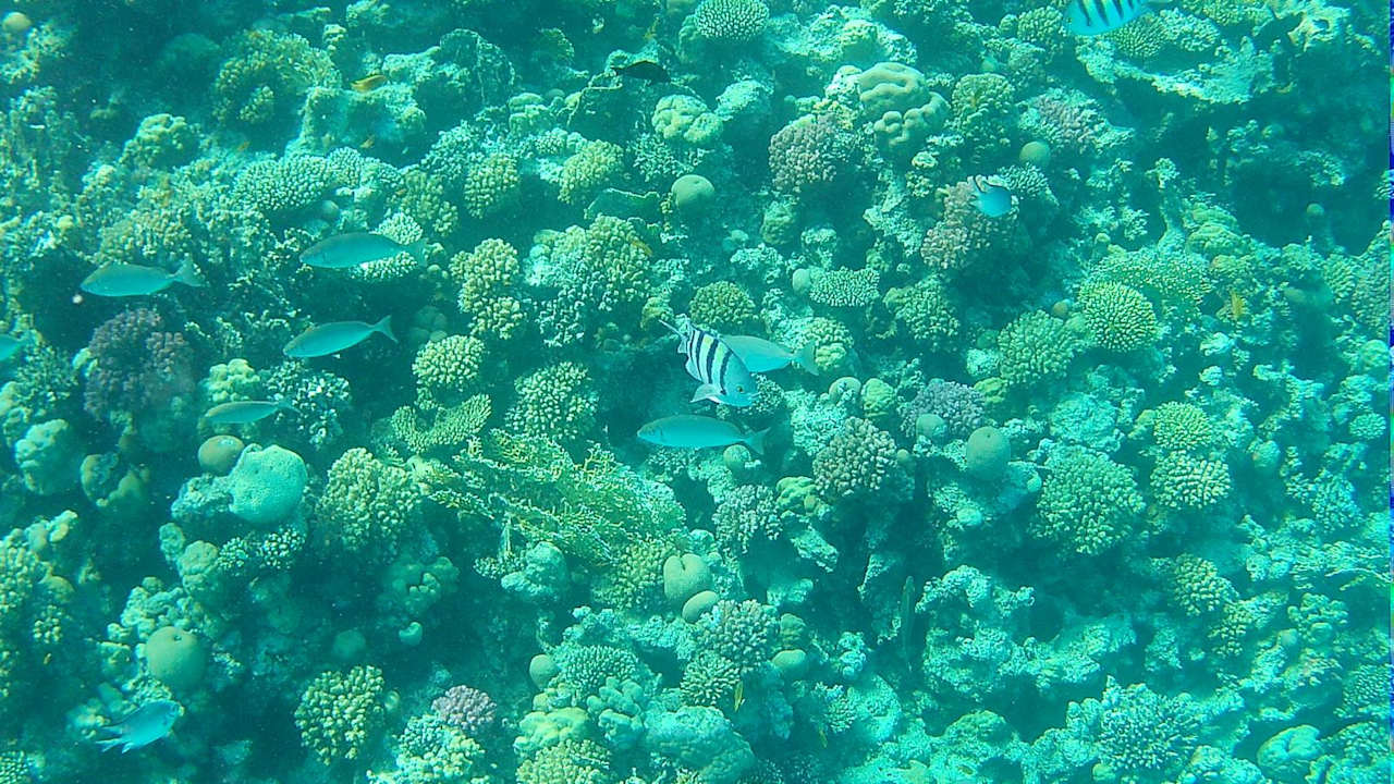 Strand JAZ Elite Asteria