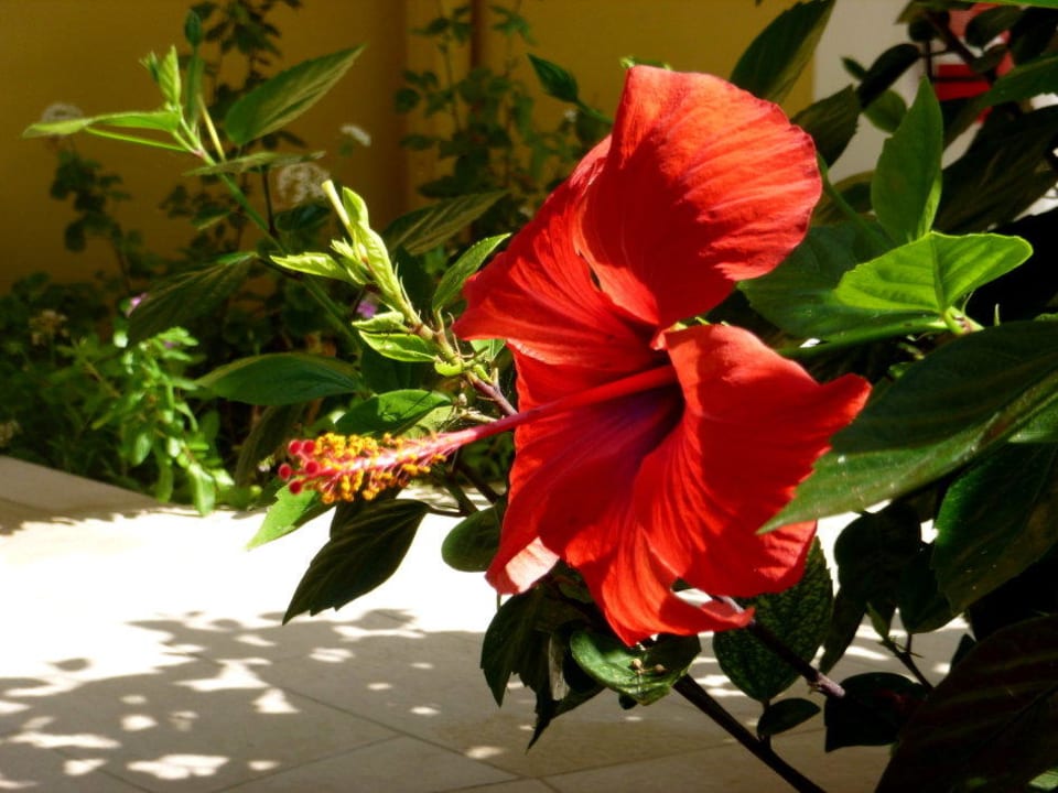 Flowers... TUI KIDS CLUB Alex Beach