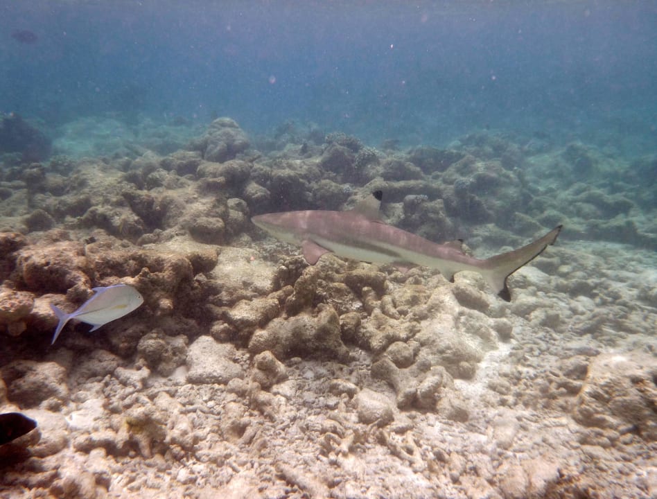 Hai am Hausriff Kuramathi Maldives