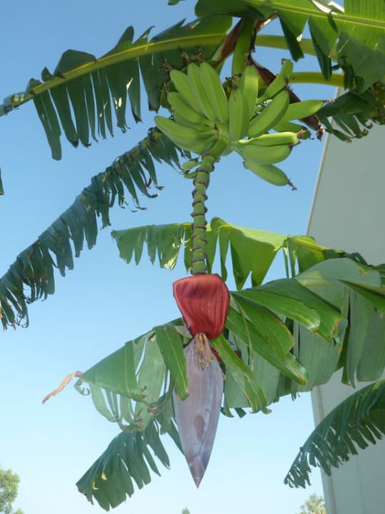 Bananenpflanze in der Corali Hotel Gartenanlage Corali Hotel