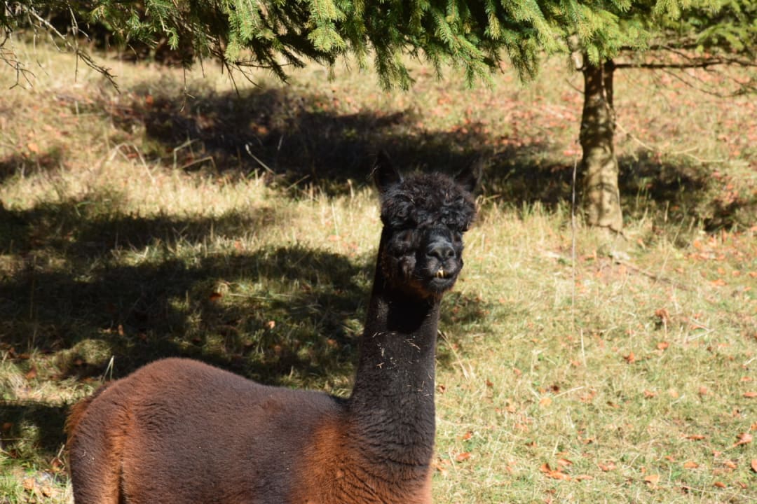 Sonstiges Oberjoch - Familux Resort