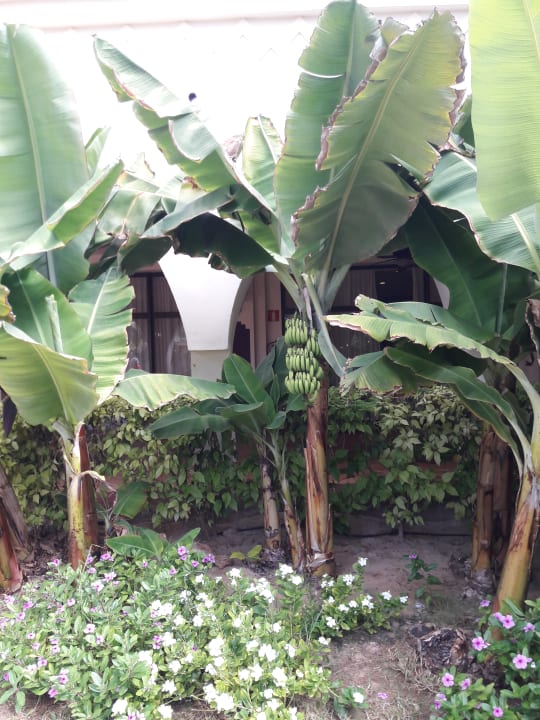 Gartenanlage Hotel Riu Palace Boavista