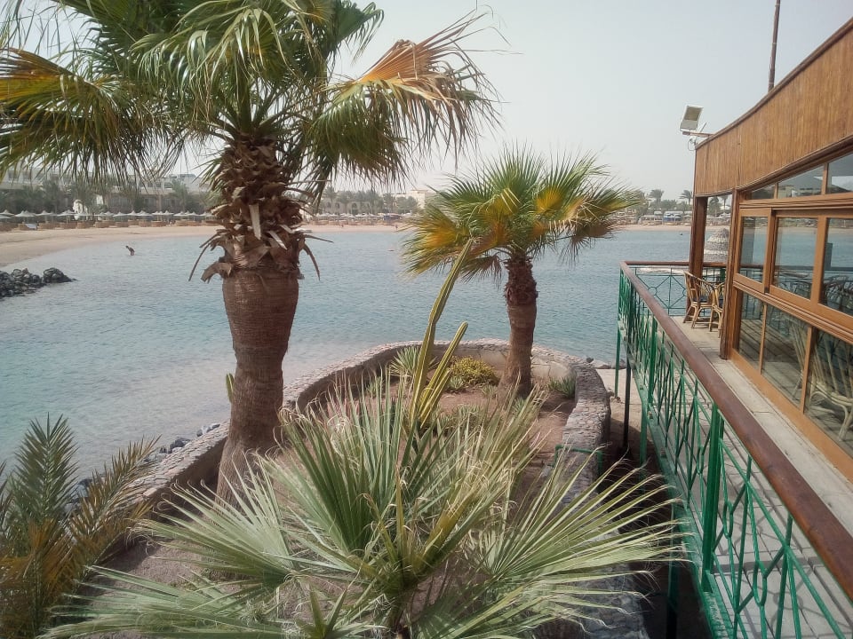 Ausblick Desert Rose