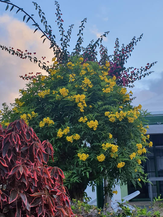 Gartenanlage Bungalows Cordial Sandy Golf