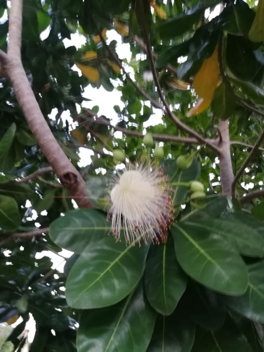 Gartenanlage Club Palm Bay