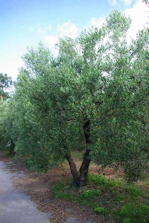 Weg zum Haus durch die Plantage Haus des Künstlers