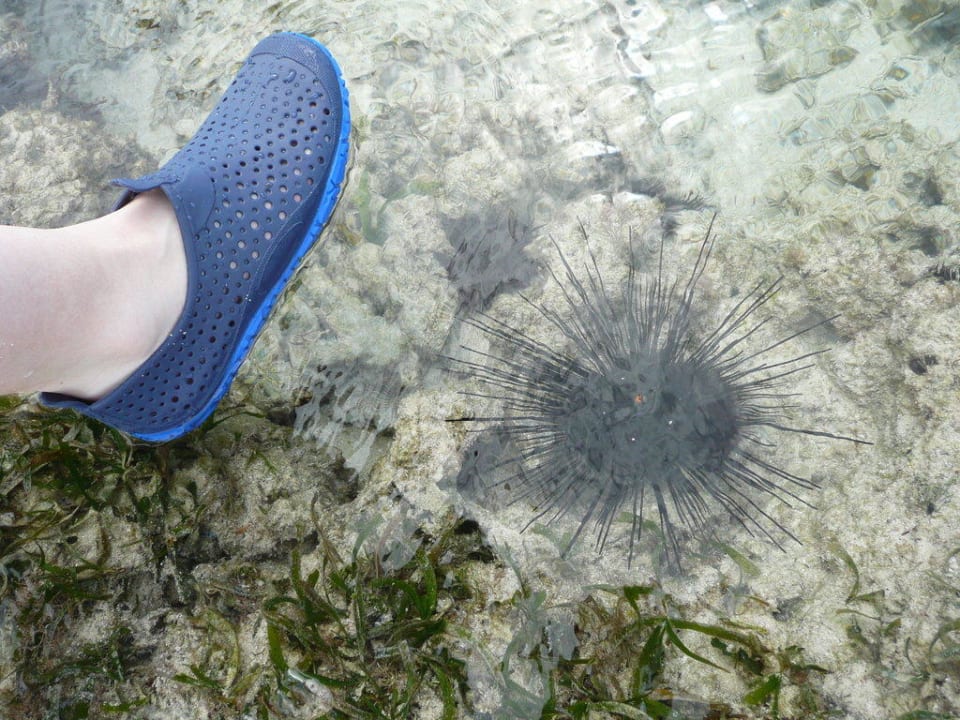 Gefährlicher Seeigel Hotel Southern Palms Beach Resort