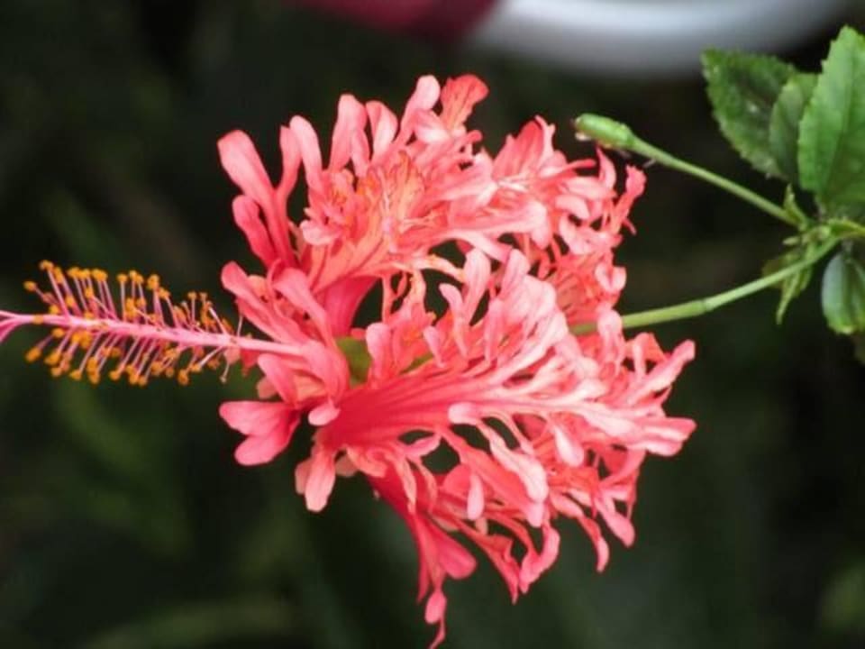 Wunderschön bepflanzt Tropical Islands Resort