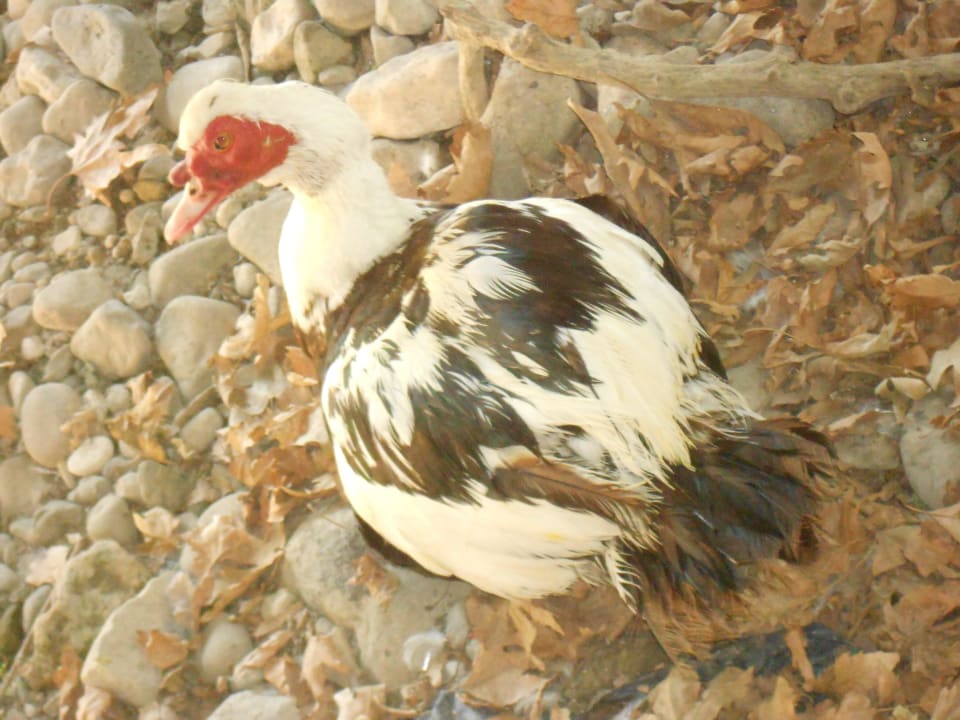 Was ist denn das für ein bunter Vogel? Hotel Corissia Princess