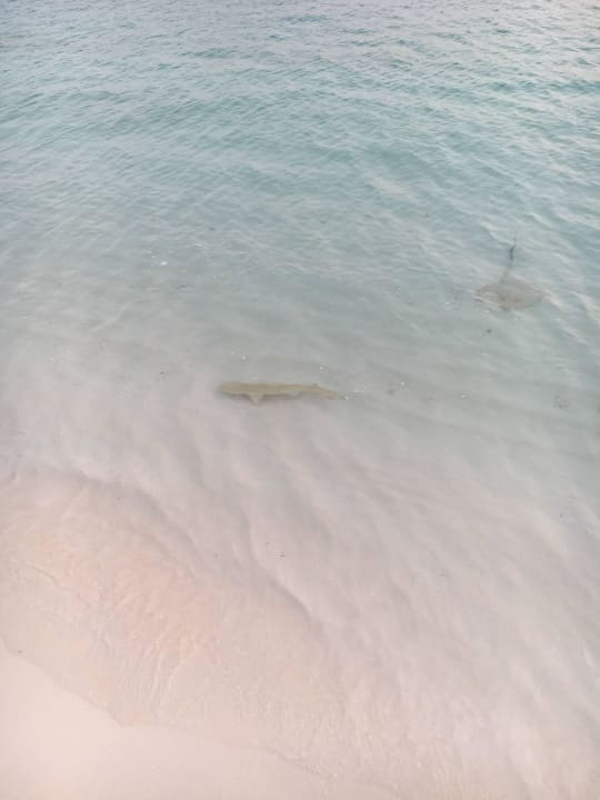 Abendgäste  Adaaran Select Meedhupparu Island Resort - Premium All Inclusive