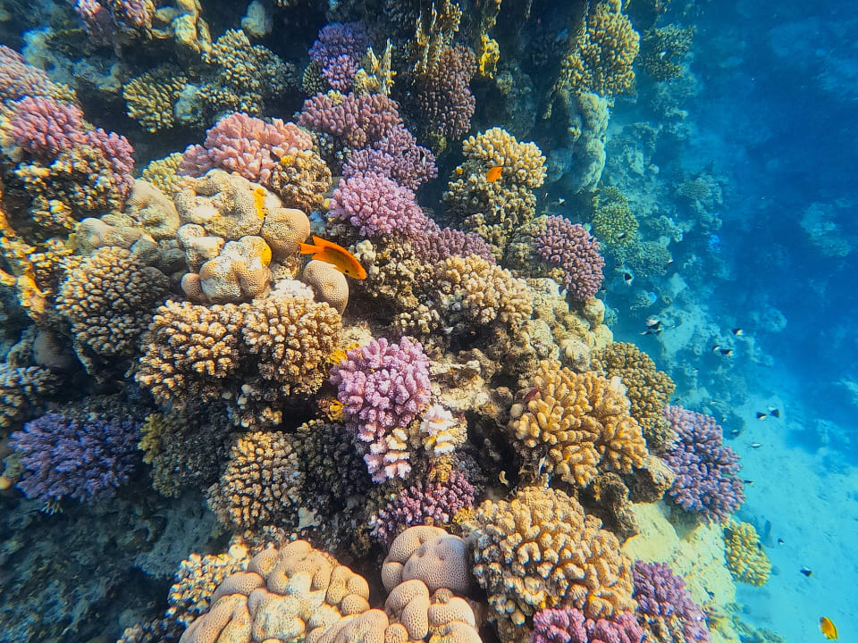 Strand Steigenberger Coraya Beach - Adults only