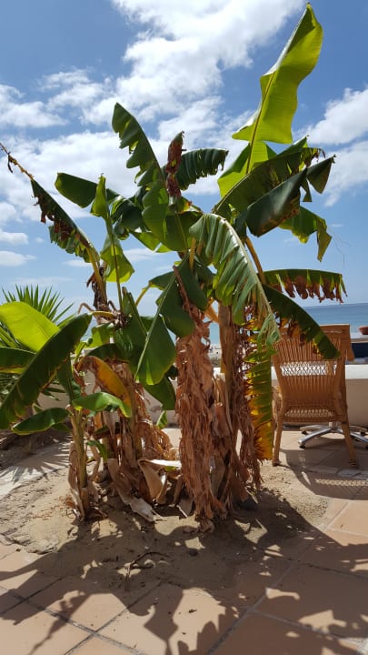 Gartenanlage SBH Monica Beach Resort