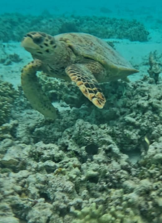 Sport & Freizeit Hotel Riu Palace Maldivas