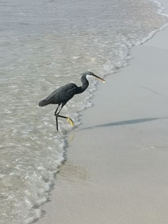 Strand Salalah Rotana Resort