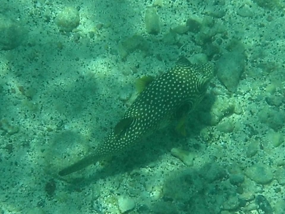 Hausriff Mövenpick Resort El Quseir