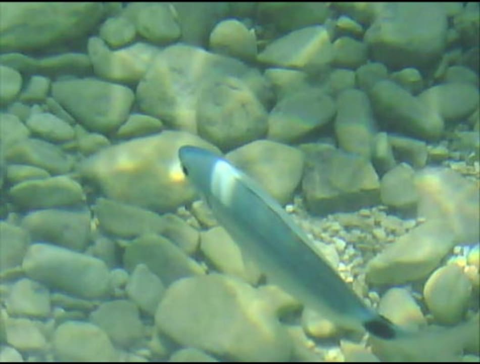 Wunderschöne Fische Hotel Aurora