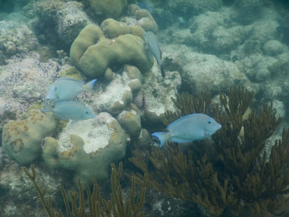 Strand Akumal Bay Beach & Wellness Resort